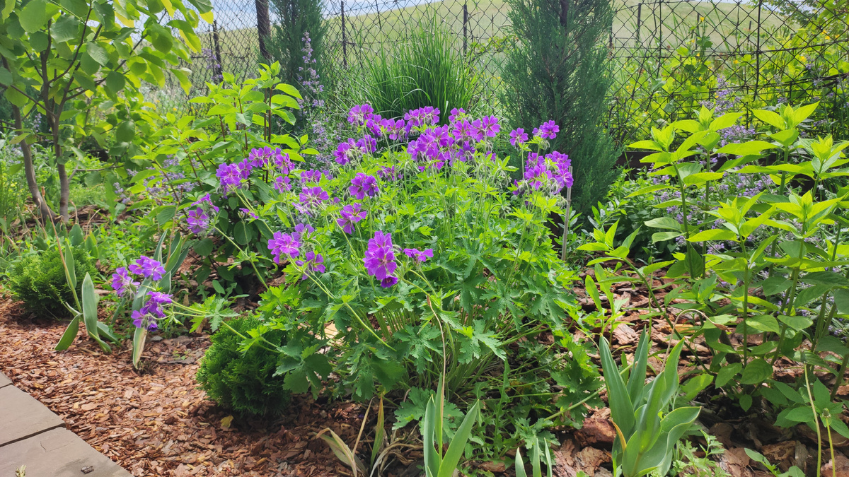 Герань Великолепная в нашем саду