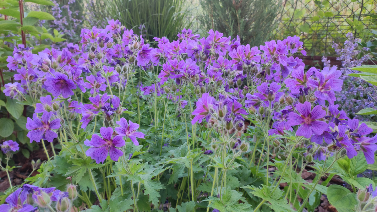 Цветы герани Великолепной