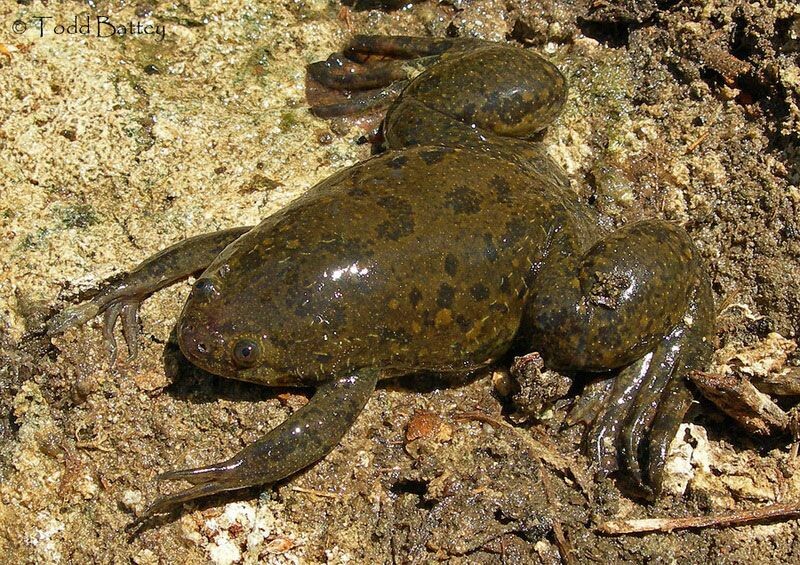 Xenopus laevis