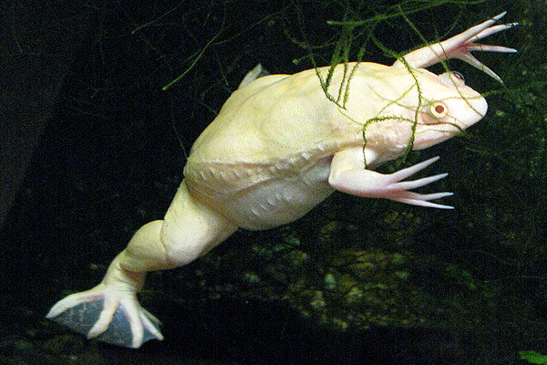 Она же, но белая