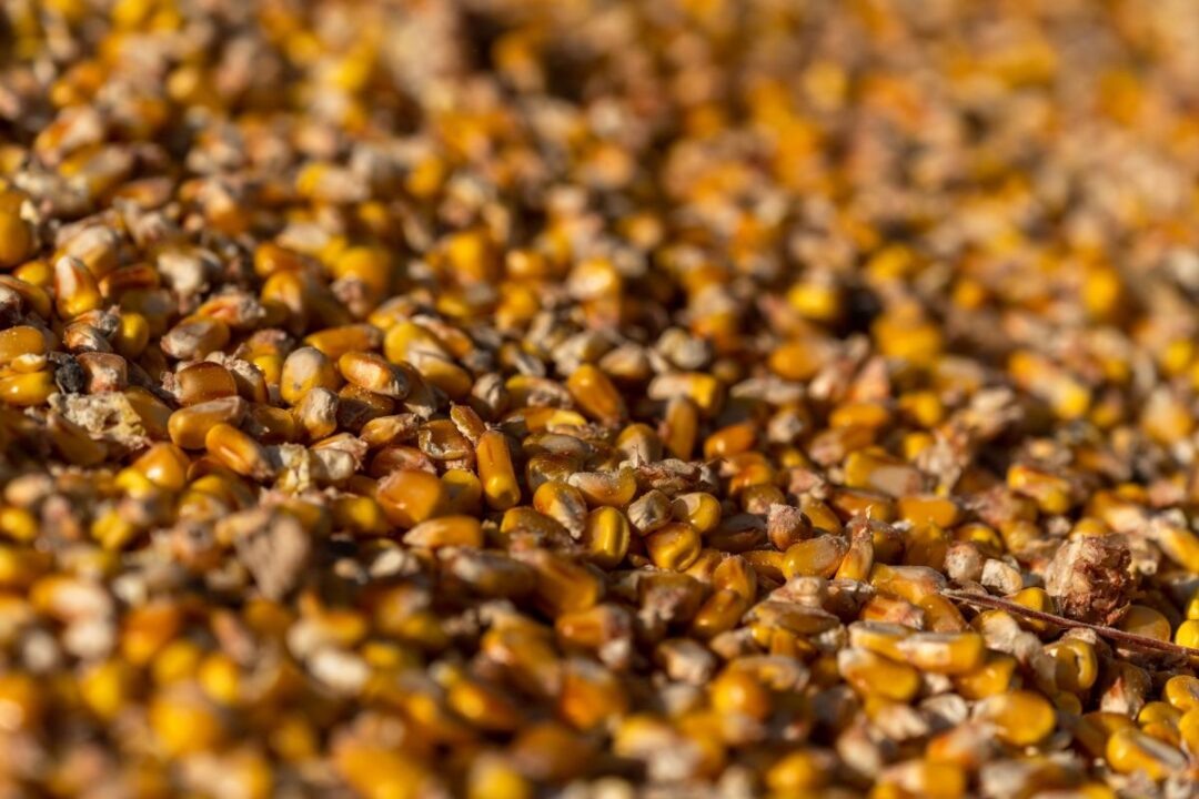 Фото: Александр Плонский / «Агроэксперт»