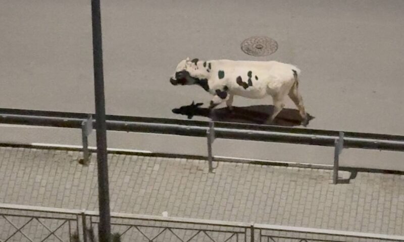    Фото t.me/zkminozera