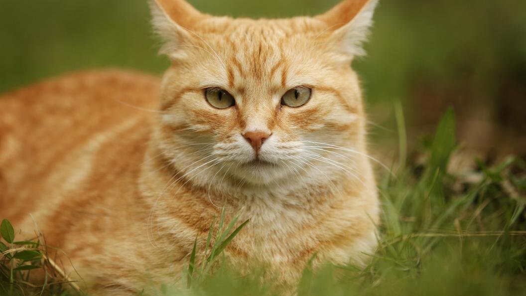    Фото: Silke Klewitz-Seemann/imageBROKER.com/Globallookpress