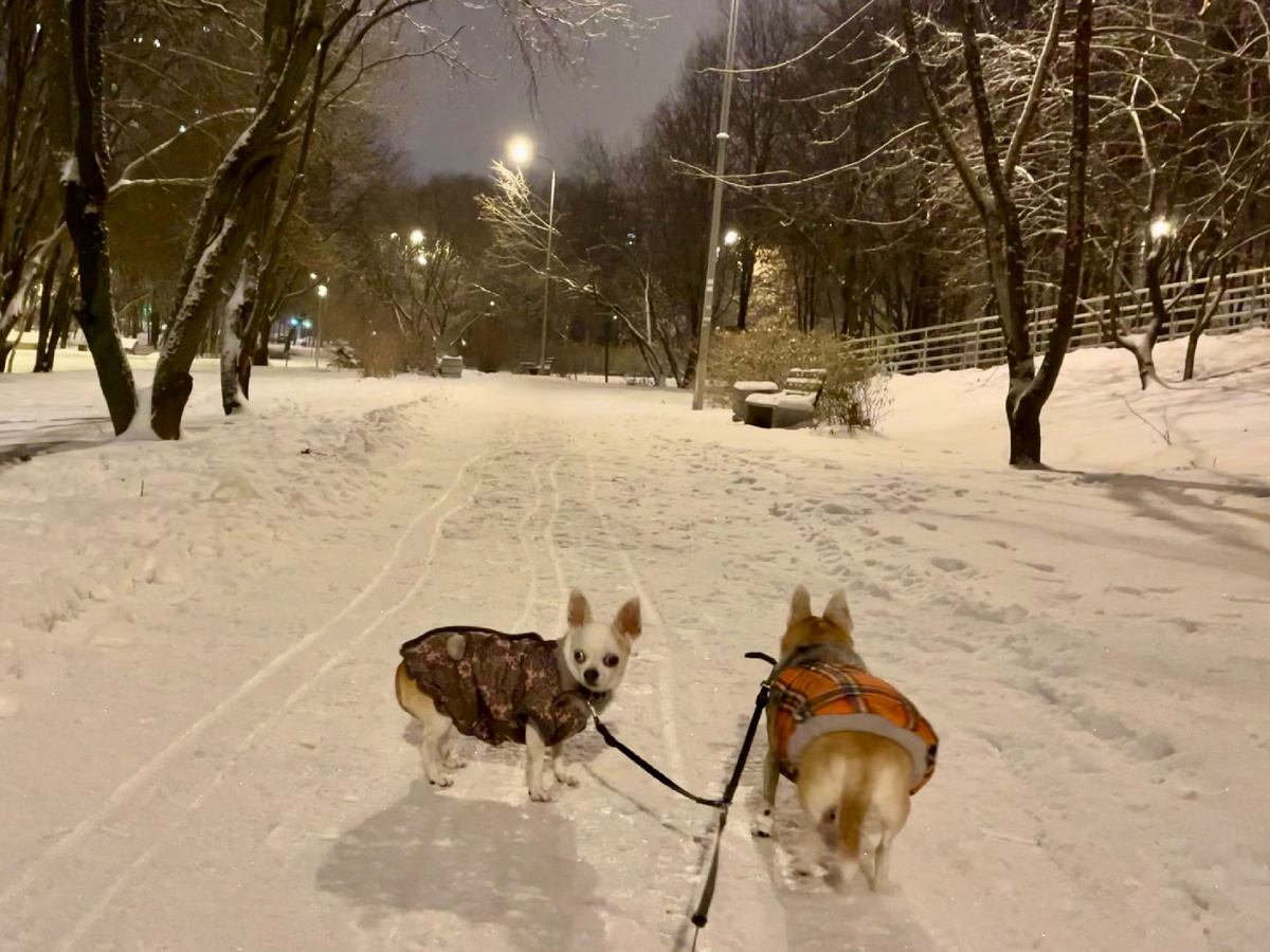 На прогулке