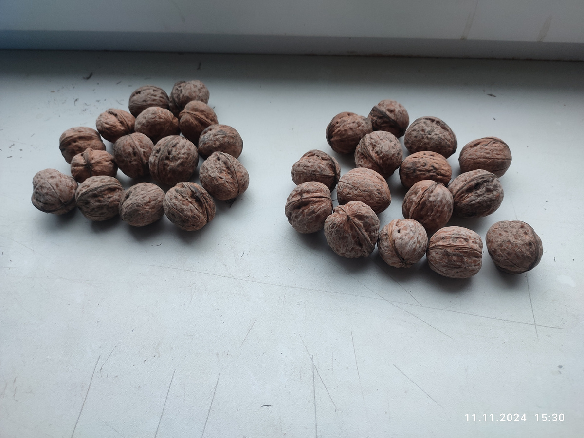 Вот такие орехи на посадку