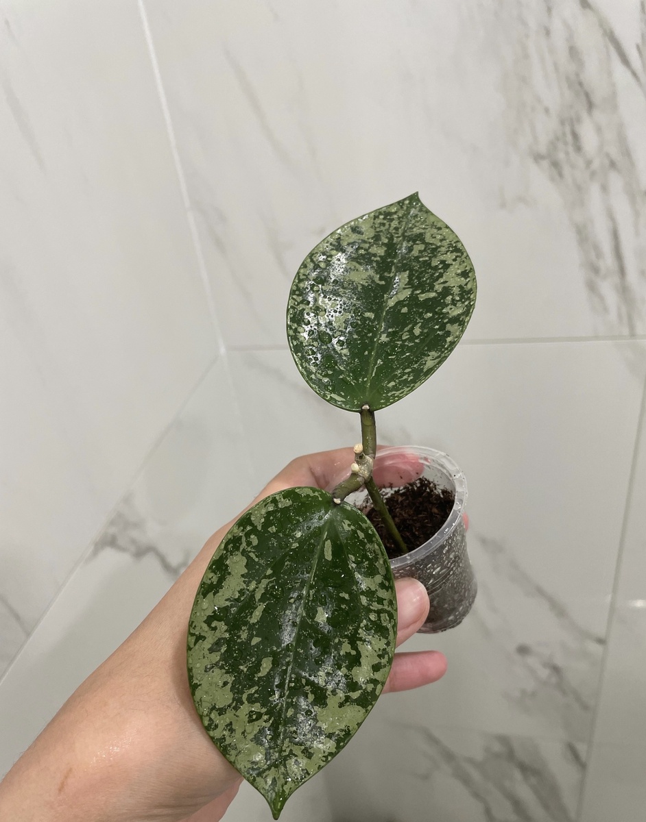 Хойя Акута ЕРС-997 (май, 2024)