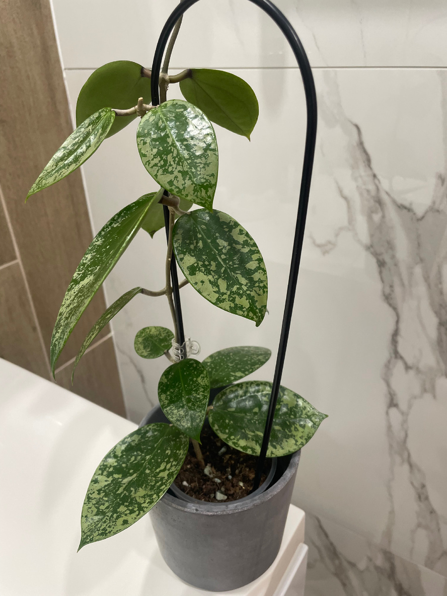 Хойя Акута ЕРС-997 (декабрь, 2024)