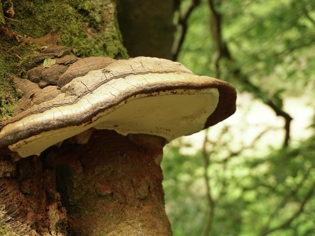    Чага© Фото : Unsplash/Gavin Allanwood