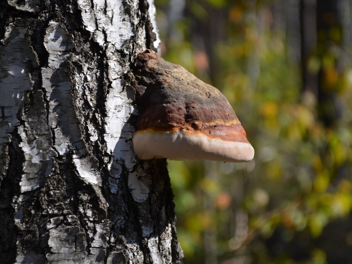    Гриб чагаCC BY-SA 4.0 / Максим Шанин / Рязанская область.Чага.