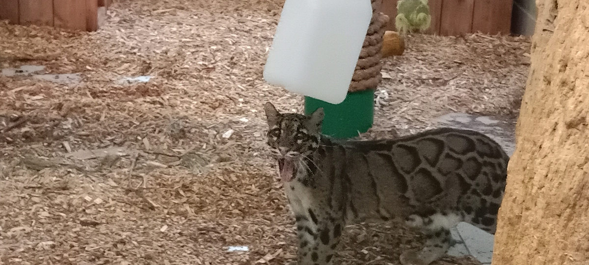 дымчатый леопард