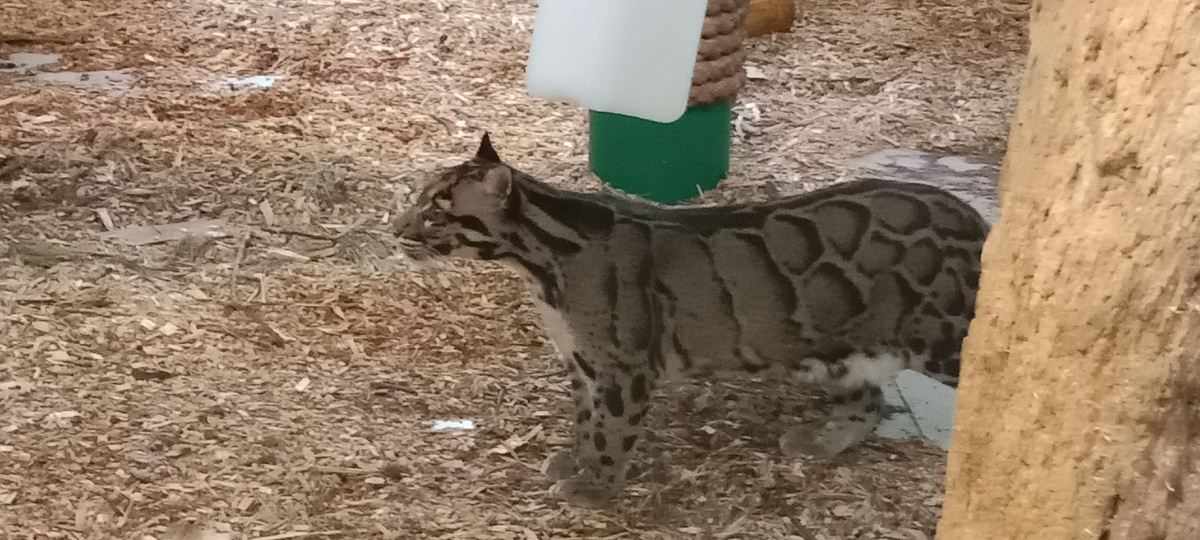 дымчатый леопард