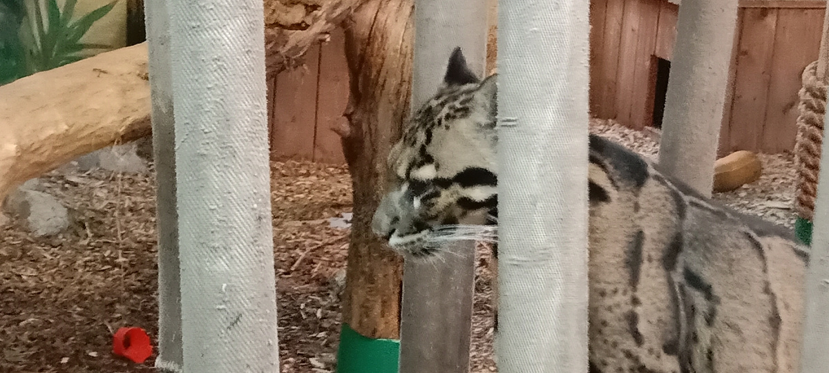 дымчатый леопард на качеле