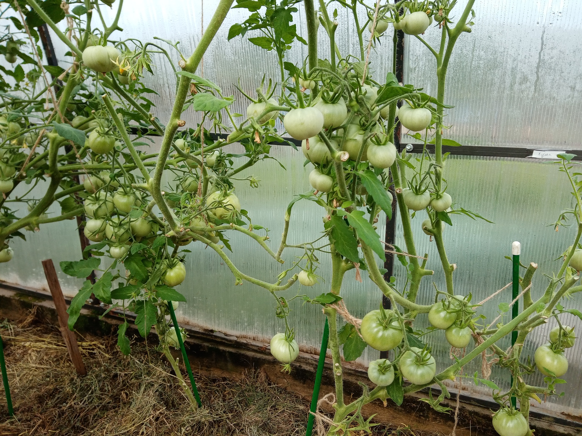 фото автора  томаты в июле начале августа