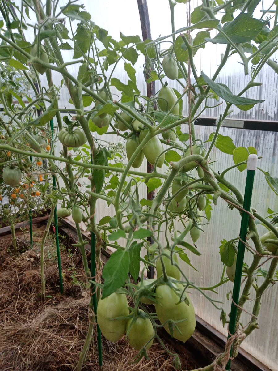 неправильная формировка и подвязка томатов. Фото автора.