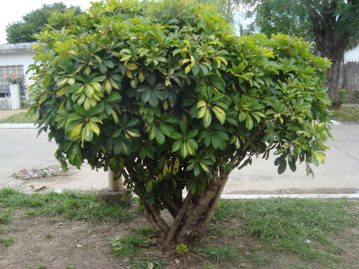 Шефлера в Австралии