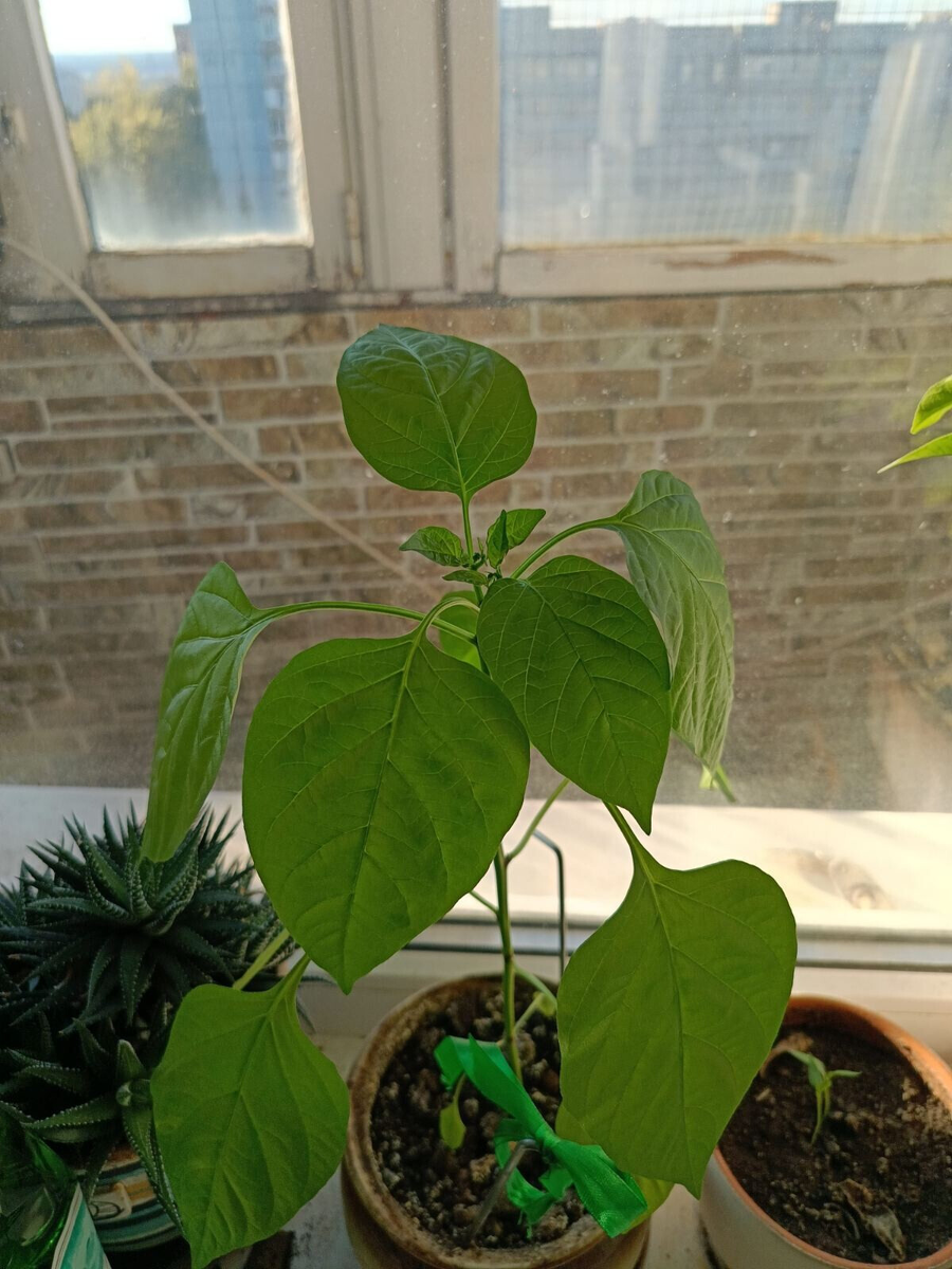 перец на подоконнике 23.09.24