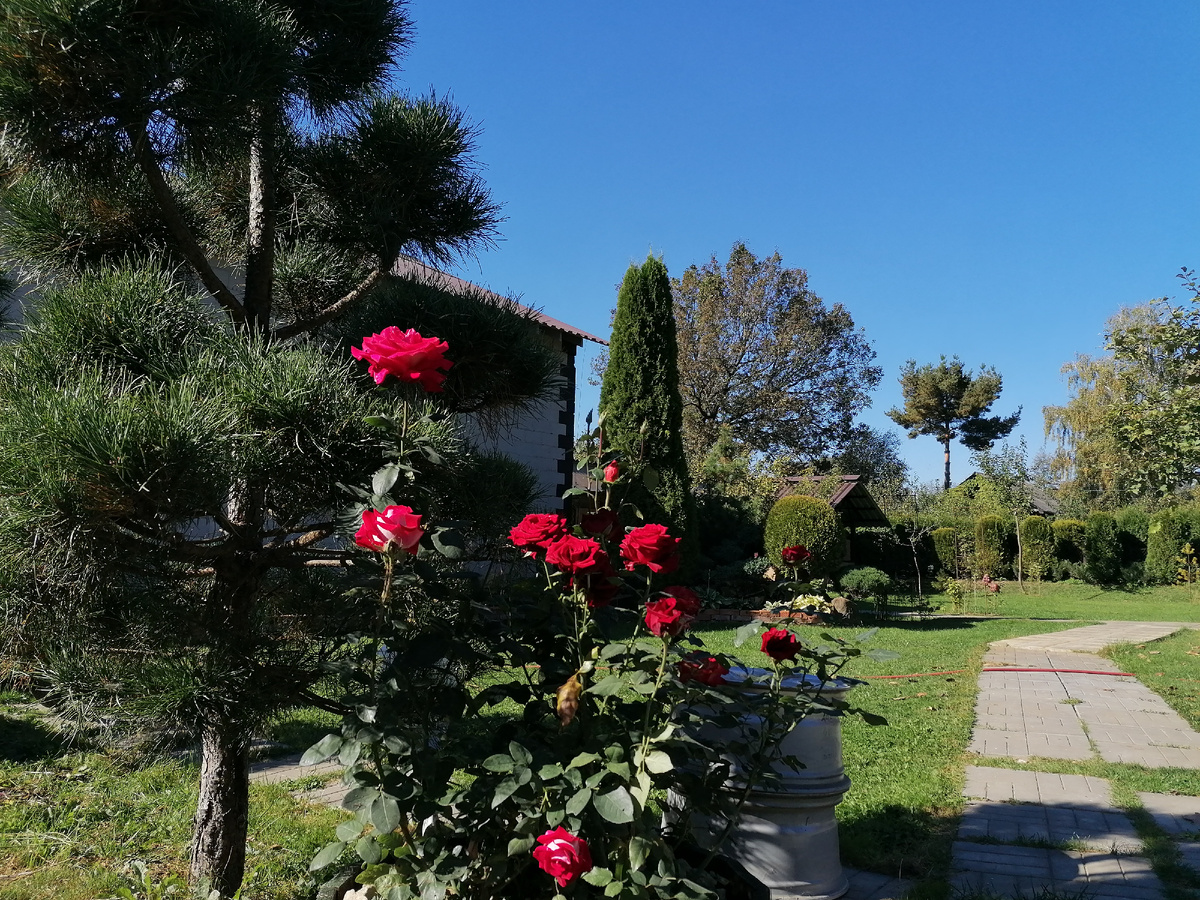 Розы в нашем саду на даче в 2024 году. Фото автора @Маша Генералова 