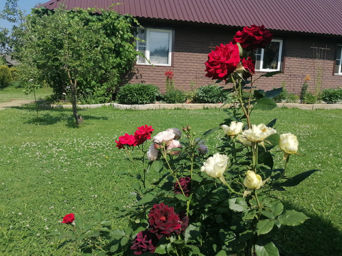 Розы в нашем саду на даче в 2024 году. Фото автора @Маша Генералова
