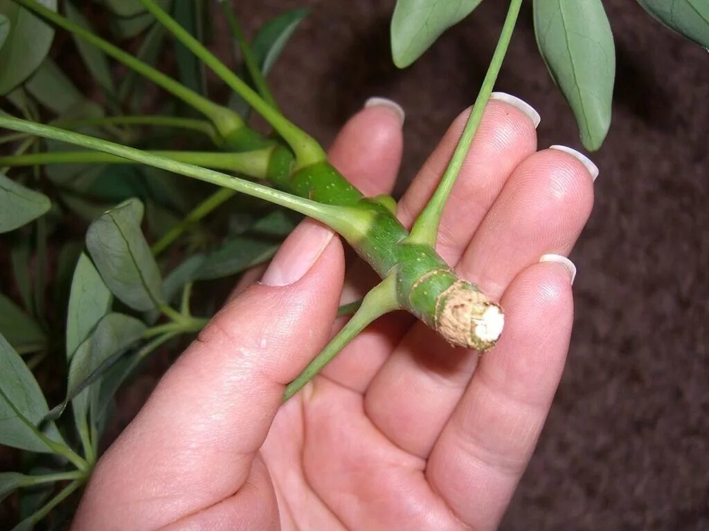 Черенок шефлеры