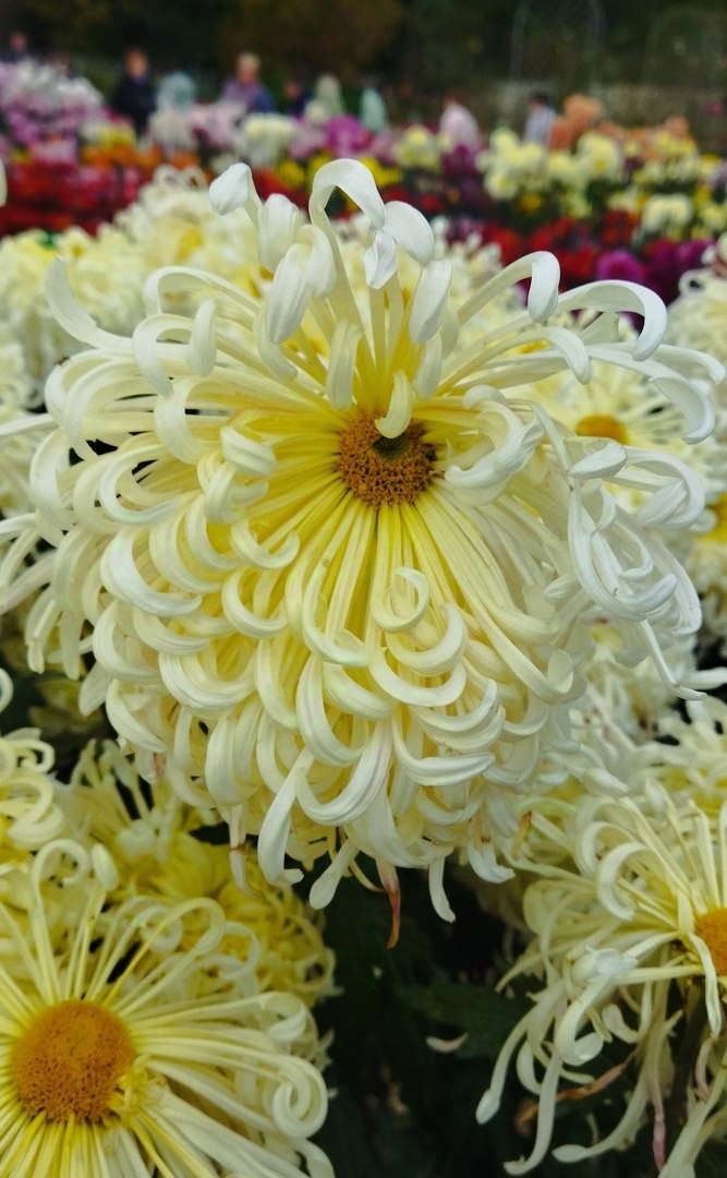 «Сон в облаках». Фото: пресс-служба Никитского ботанического сада
«Героям Донбасса». Фото: пресс-служба Никитского ботанического сада
