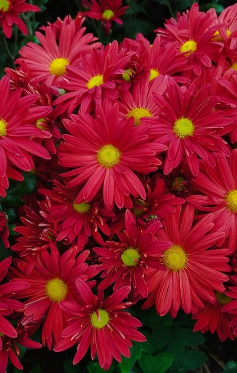 «Героям Донбасса». Фото: пресс-служба Никитского ботанического сада