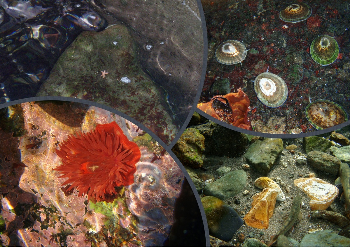 Здесь рождаются жемчужины... Коллаж и фото автора