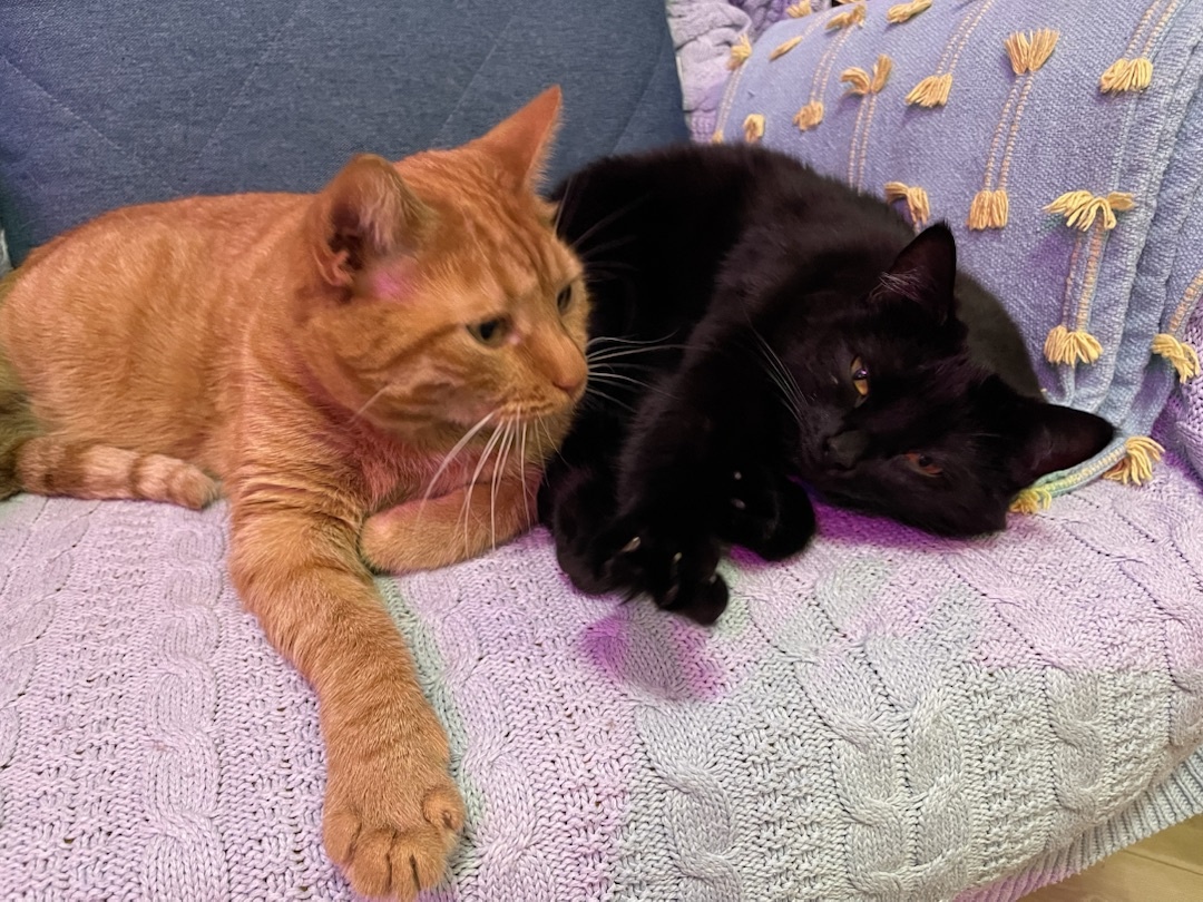 Пыжик и Жужа: лучшие дурзья 😻