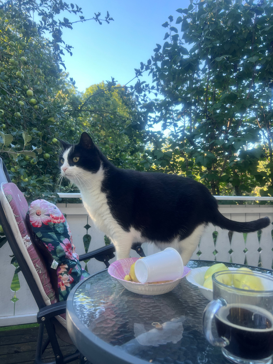 Курочка на новом месте