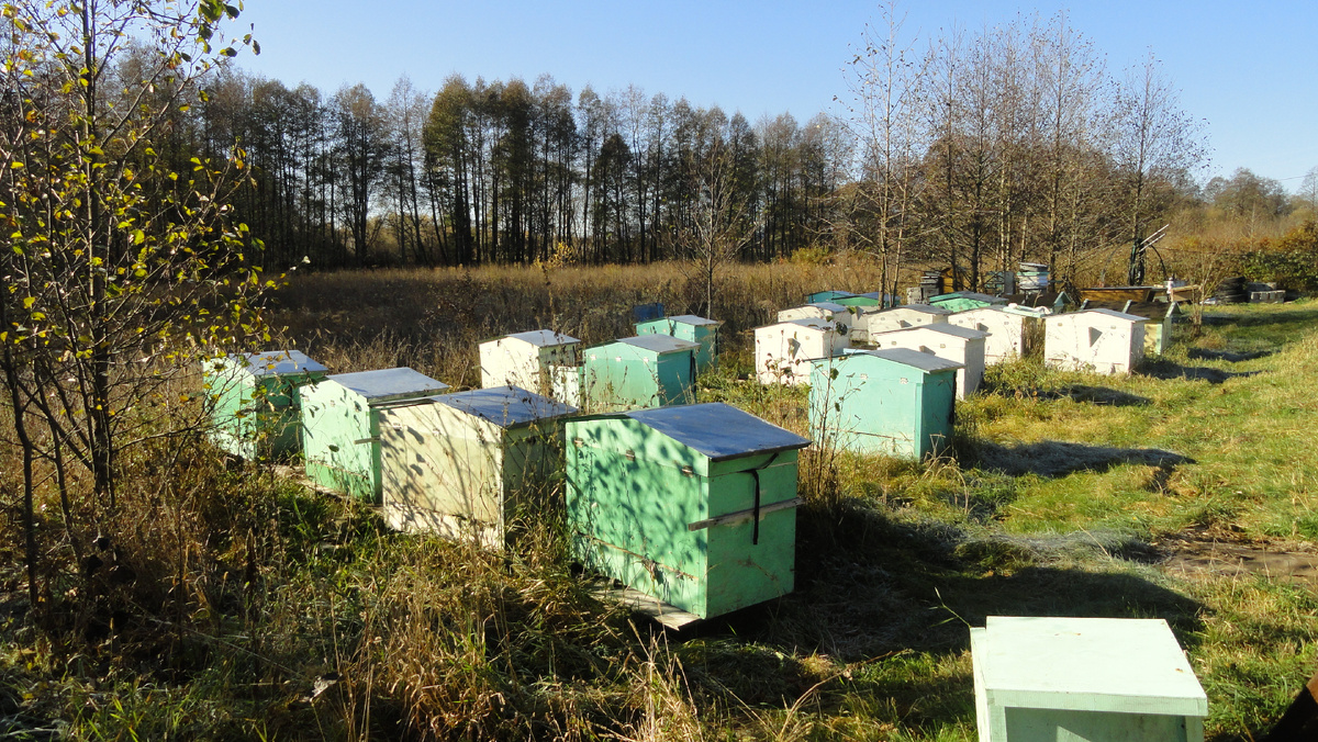 Одна из моих пасек на ульях Лазутина. 