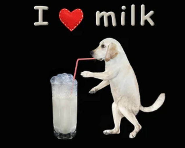 собака его безумно любит