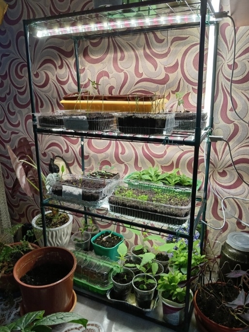 Из прошлогоднего 