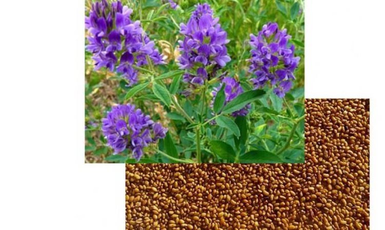    Кировская область нарастила поставки семян люцерны в Беларусь