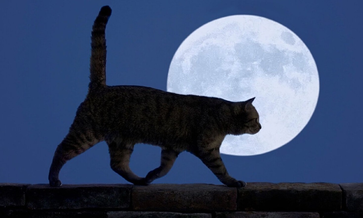    Вероятно, кошки используют и другие органы чувств для ориентации в пространстве — это комплексный инструмент. Источник изображения: dzen.ru