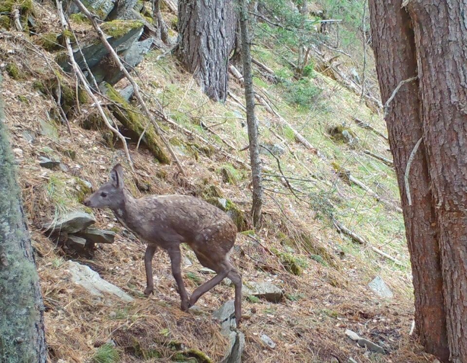    Животные со звериной тропы Алтайского заповедника. Источник: Кадры фотоловушки. Установка – Юрий Калинкин / Telegram-канал Алтайского заповедника