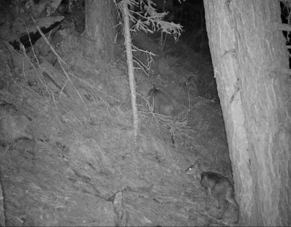   Животные со звериной тропы Алтайского заповедника. Источник: Кадры фотоловушки. Установка – Юрий Калинкин / Telegram-канал Алтайского заповедника
