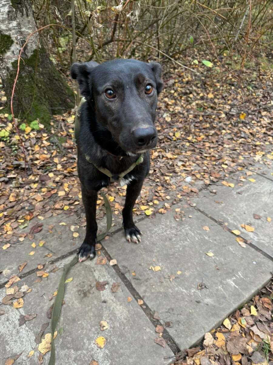 К сожалению, фото этой собаки не передают всю ее прелесть. Ее надо видеть!