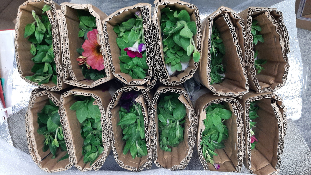 Петуния цветет прямо в коробке