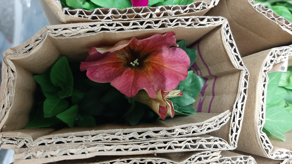 Петуния цветет прямо в коробке