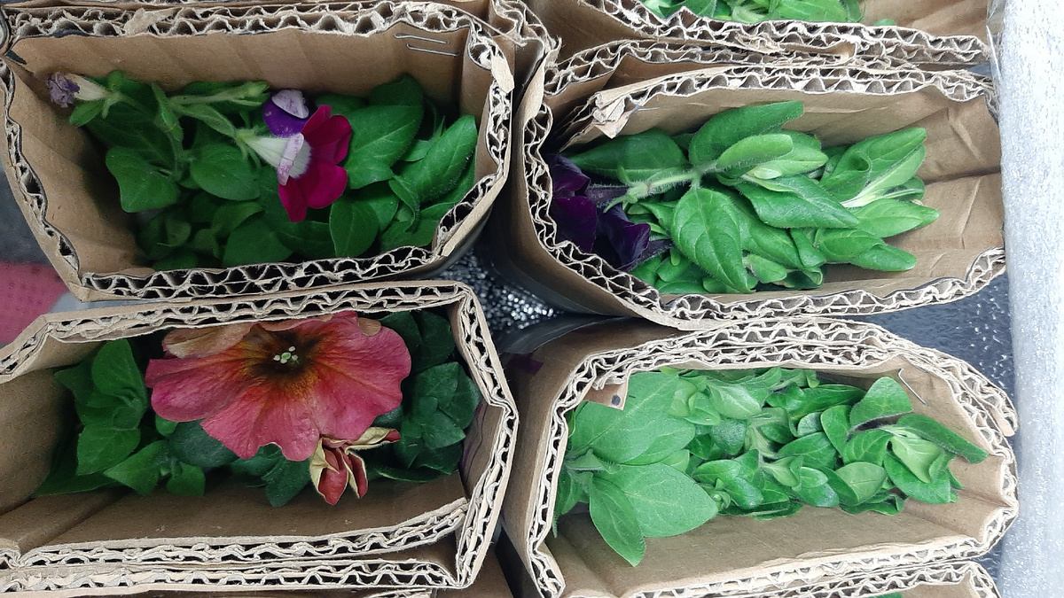 Петуния цветет прямо в коробке