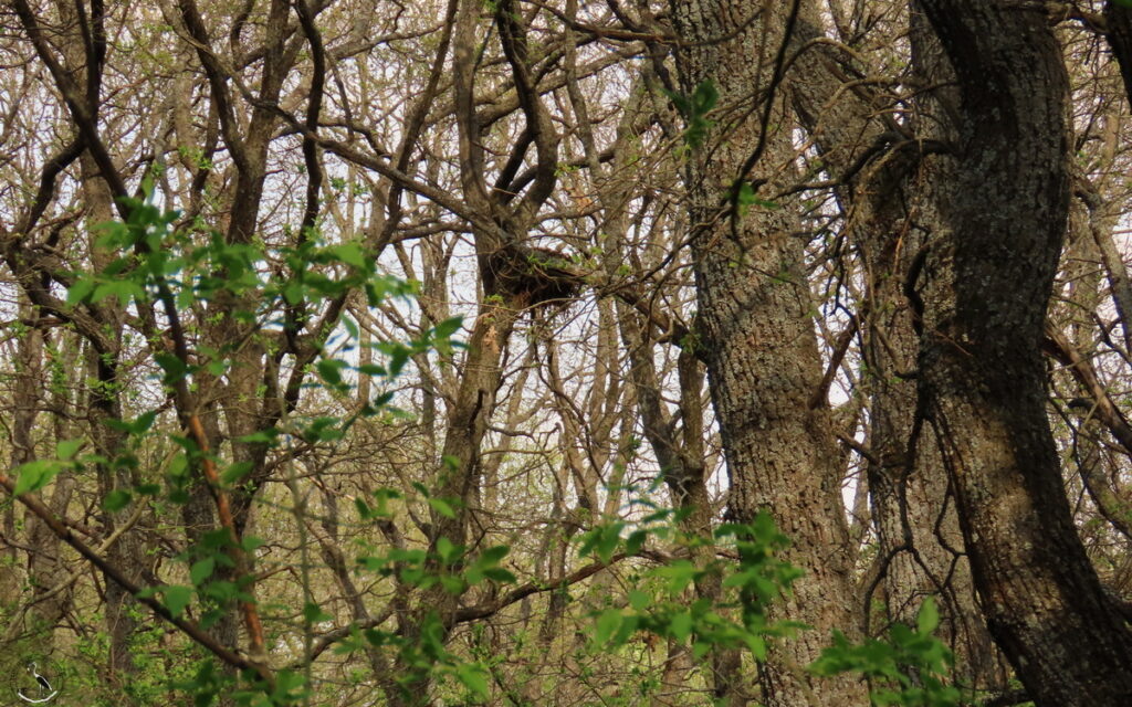    Гнездо ворона, дубы. 12.04.24 Анна Власова