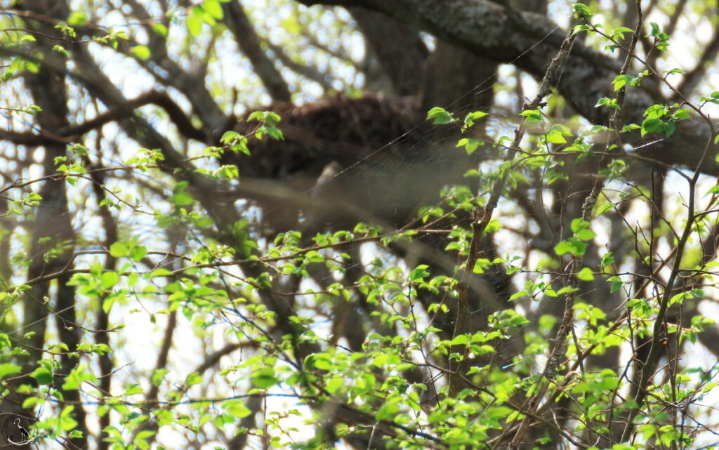    Гнездо воронов в развилке дуба, вид сквозь паутину, 12.04.24 Анна Власова