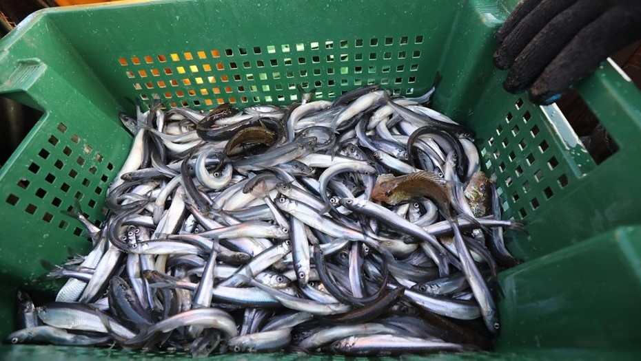    Корюшка. Автор фото: Лидия Верещагина