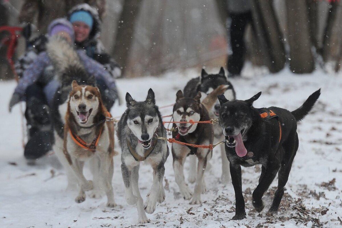 Агентство «Москва»
Катания на упряжке хаски в Измайловском парке