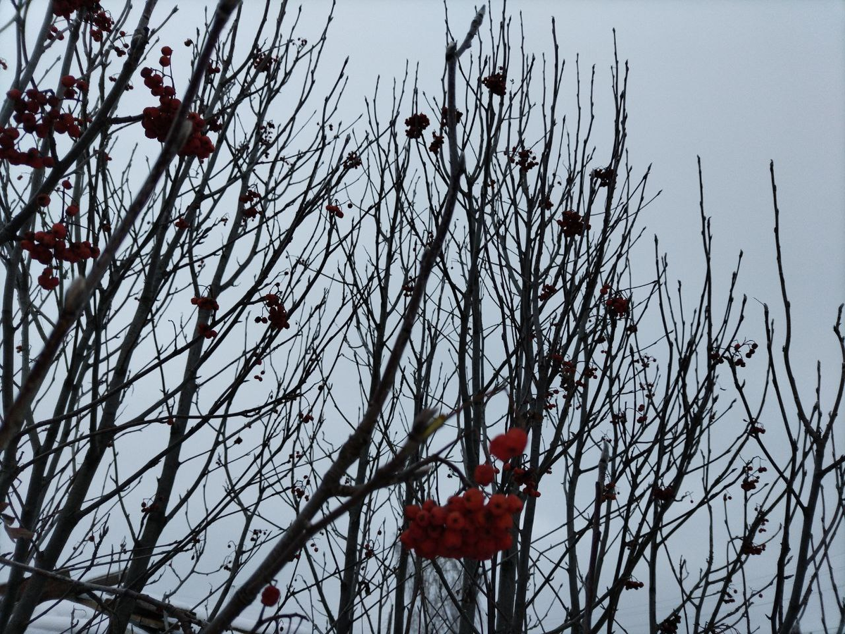 Фото автора.