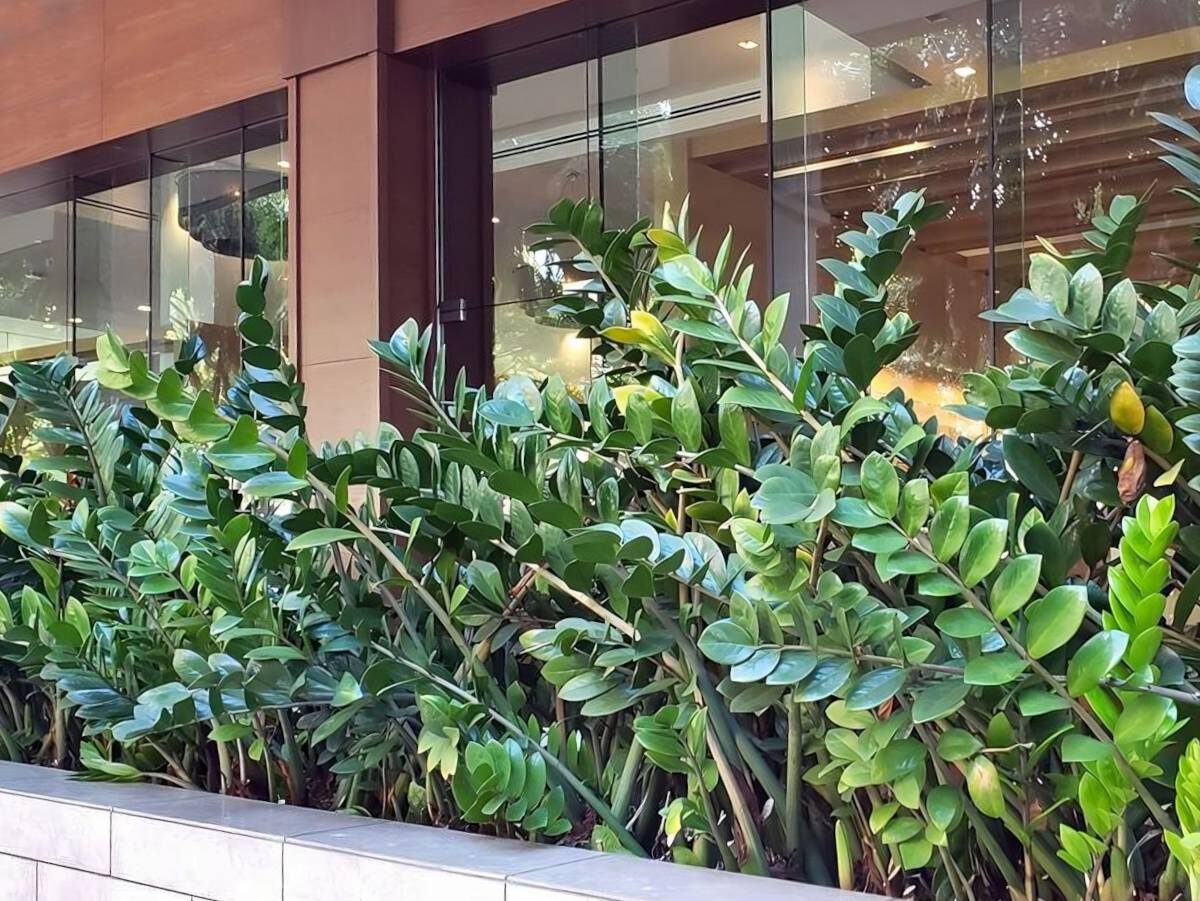 Замиокулькас 