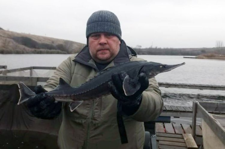    Осетроводство в Орловской области успешно развивает фермер энтузиаст