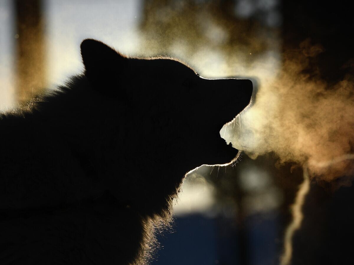    Собака© РИА Новости / Александр Кряжев