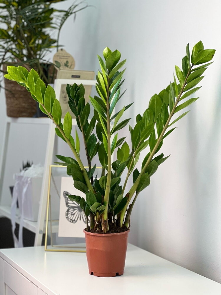 Замиокулькас