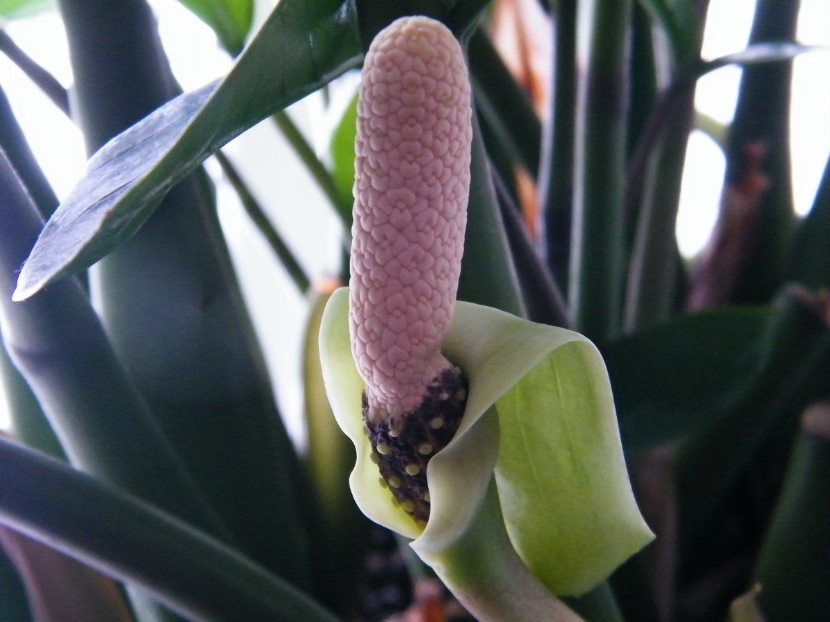 Замиокулькас 