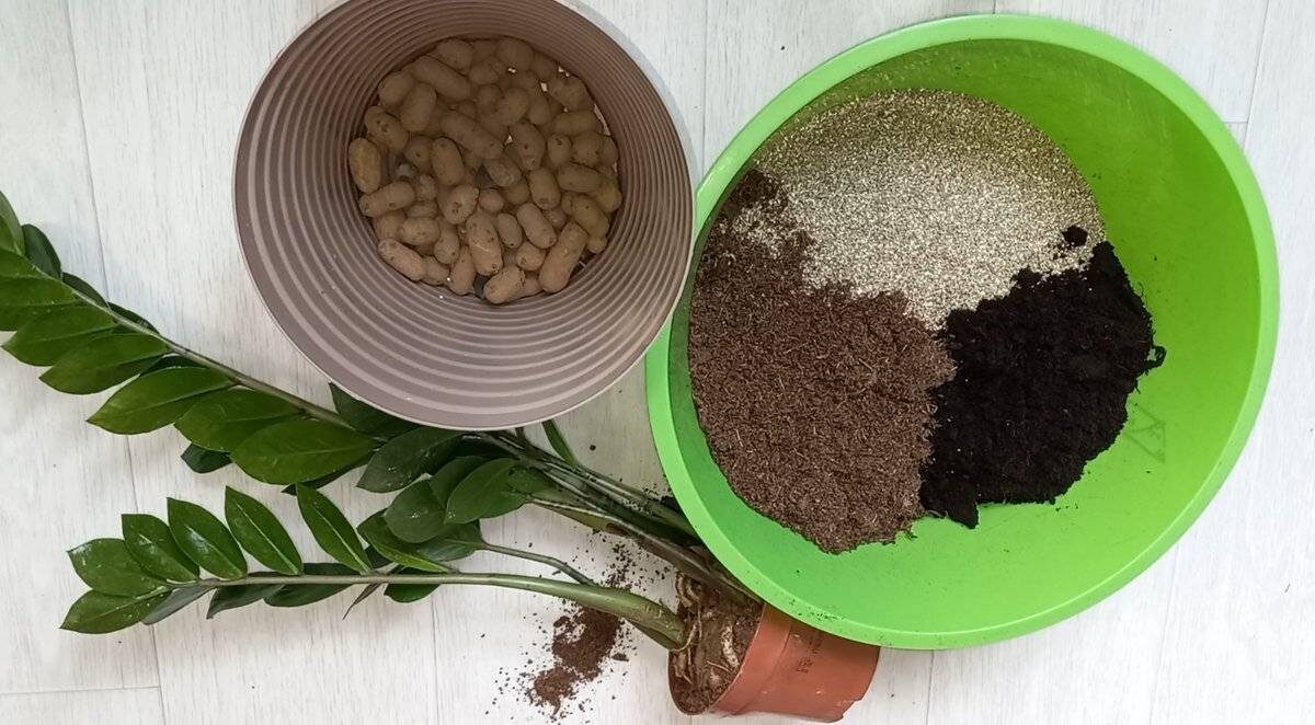 Замиокулькас